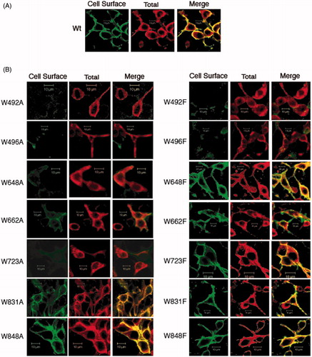 Figure 3. Immunolocalization of C-terminal His6-tagged AE1 and tryptophan mutants expressed in HEK cells. Intact cells expressing Wt (A) and tryptophan mutants (B, left: Ala substitution, right: Phe substitution) of AE1 were stained by a mouse monoclonal antibody (BRIC6), which detects an extracellular epitope on AE1. The cell surface expression was visualized as green by secondary Alexa 488 conjugated goat anti-mouse IgG in non-permeabilized cells (column 1). Total AE1 expression was visualized as red by secondary Cy3-conjugated goat anti-mouse IgG after cells were fixed and permeabilized (column 2). AE1 at the cell surface is displayed in yellow by merging the cell surface and total expression of AE1 (column 3). The mutants W648F, W662F, W723F, W831A/F and W848A/F showed detectable cell surface expression as indicated by yellow in the merged images, while the other mutants did not show cell surface expression. Wt AE1 and all the mutants showed intracellular localization (red). (In the black and white version of this figure, the yellow colour is seen as bright.)
