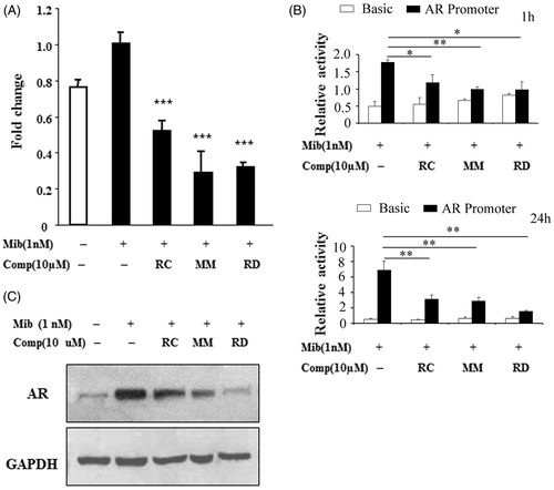 Figure 2. Analysis of AR expression in LNCaP after treated with RC, MM, or RD. (A) Quantitative PCR analysis of AR mRNA levels. ***p < 0.001 compared with the Mib+ control group. (B) AR promoter activity analysis by relative luciferase activity assays after treatment with the chemicals for 1 h and 24 h respectively. *p < 0.05, **p < 0.005, and ***p < 0.001 compared with the control group. (C) Western blotting analysis of AR.