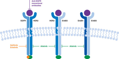 Figure 1 The ErbB family of receptor tyrosine kinases and the mechanism of action of targeted therapy. Data from these studies.Citation33,Citation95,Citation96