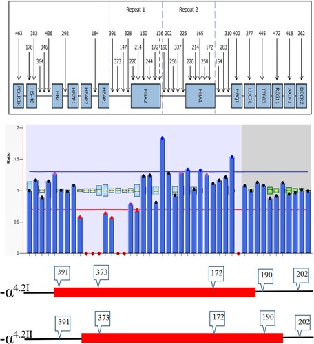 Figure 2. MLPA analysis of the patient. The column chart (red dots) indicated a deletion region extending from probe 391 to 190. The red line diagrams represent the location of type 1 (-α4.2Ⅰ) and type 2 (-α4.2Ⅱ) deletions, respectively.