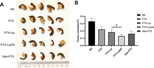 Figure 7 In vivo antitumor effects of PTX, PTX-Lip, PTX-Lip2N and nab-PTX in PDOX models of PDAC. The tumor specimens in the tail of the pancreas (A) and mean tumor volumes of each group at the end of the experiment (B). *p < 0.05, PTX-Lip2N versus PTX-Lip. (n=5).