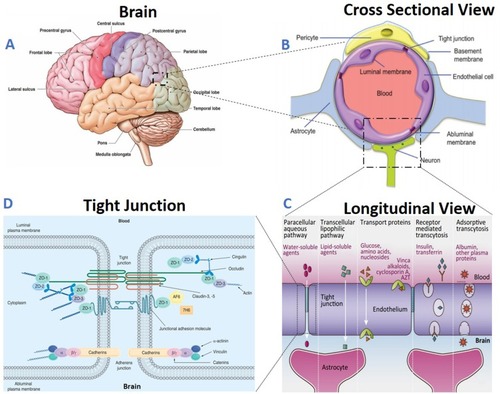 Figure 1 Structure and functionality of the Blood-Brain Barrier (BBB): (A) Brain structure- The brain has several barriers, including the BBB, the outer blood-cerebrospinal fluid (CSF)–brain barrier, and the blood–CSF barrier; (B) BBB structure- The BBB is formed by endothelial cells (ECs) that are in close association with astrocyte end feet and pericytes, forming a physical barrier; (C) BBB transport- Routes for molecular traffic across the BBB are shown. Some transporters are energy-dependent (P-glycoprotein, P-gp) and act as efflux transporters; (D) Tight junctions- Tight junctions are typically located on the apical region of ECs. The tight junctions form complex networks that result in multiple barriers that restrict the penetration of polar drugs into the brain.Citation14,Citation7