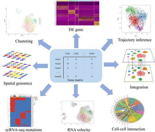 Figure 3 Application of scRNA-seq computational approach. Preprocessing steps convert the raw reads to sparse expression matrix. Downstream data analysis includes clustering, differentially expressed gene calling, cell trajectory analysis, RNA velocity, cell–cell interactions, identify mutations, integration (Reprinted from Cell, 177(7), Stuart T, Butler A, Hoffman P, et al. Comprehensive Integration of Single-Cell Data. 1888-1902 e182, Copyright 2019, with permission from Elsevier)Citation64 and spatial genomics.