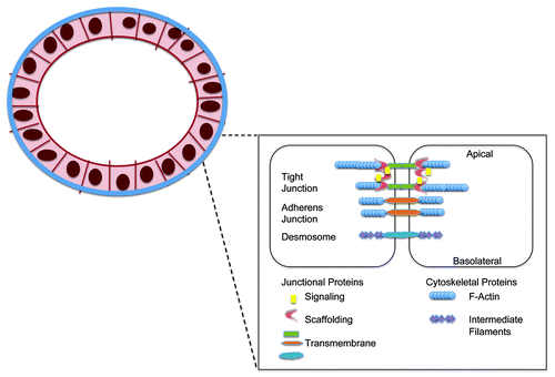 Figure 2. Cell-cell adhesion complexes in the breast epithelial barrier.