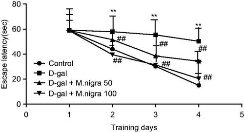 Figure 3. Effect of M. nigra on the escape latency of d-galactose-treated mice in the Morris water maze test. Escape latencies to find a hidden platform in the water maze during 4 consecutive days training. d-Galactose was dissolved in sterile saline (0.3 mL) and injected subcutaneously (100 mg/kg/d, s.c.) for 60 continuous days and control group were treated with the same volume of sterile saline. The d-galactose + M. nigra group mice were orally administered with lyophilized M. nigra extract at the doses of 50 and 100 mg/kg/d respectively after injection of d-galactose (100 mg/kg/d, s.c.). Data are expressed as mean ± S.D. (n = 8 in each group). **p <0.01 compared with the control group; ##p <0.01 to the d-galactose group.