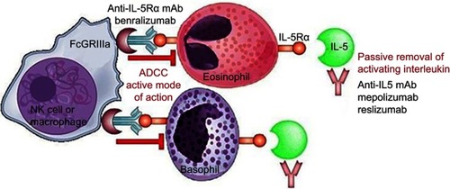 Figure 1 Mechanism of Action for monoclonal antibodies targeting IL-5. Mepolizumab and reslizumab bind and neutralize circulating IL-5 preventing interaction of IL5 with IL-5Rα. Benralizumab directly binds IL-5Rα activating NK cells and macrophage to induce antibody-mediated cytotoxicity of eosinophils and basophils. Republished with permission of Dove Medical Press Ltd, from Benralizumab: a unique IL-5 inhibitor for severe asthma, Tan LD, Bratt JM, Godor D, et al, 9, 2016; permission conveyed through Copyright Clearance Center, Inc.Citation47