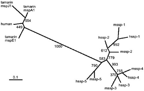 Fig. 7. Phylogenetic tree of snake SSPs from P. flavoviridis and G. blomhoffii and mammal PSP94 proteins.Notes: G. blomhoffii and P. flavoviridis SSPs are designated by mSSPs and hSSPs, the GenBank accession nos. of these proteins being AB360906 (hSSP-1), AB360907 (SSP-2), AB360908 (hSSP-3), AB360909 (SSP-4), AB360910 (hSSP-5), AB576135(mSSP-1), AB576136(mSSP-2), AB576137(mSSP-3), AB576138(mSSP-4), and AB576139 (mSSP-5). The respective GenBank accession numbers of Human PSP94 and three cotton-top tamarin proteins J1, E1, and A1 are AJ133356, AJ010155, AJ010154, and AJ010158. The tree for protein-coding regions of these proteins was constructed by the neighbor-joining method.Citation34) The boot-strap probability is shown on the branches.Citation40)