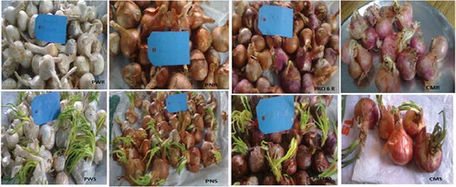 Figure 1. Images of raw and sprouted onion varieties: PWR: Punjab White raw; PNR: Punjab Naroya raw; PRO 6 R: PRO 6 raw; CMR: commercial raw; PWS: Punjab White sprouted; PNS: Punjab Naroya sprouted; PRO 6 S: PRO 6 sprouted; and CMS: commercial sprouted.