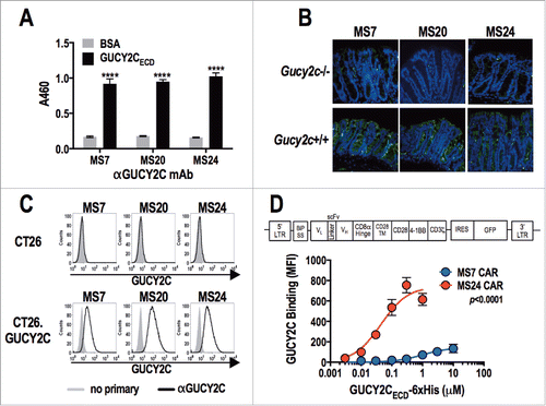 Figure 1. Characterization of GUCY2C-specific antibodies and CAR constructs. (A) Monoclonal antibodies generated against GUCY2C (MS7, MS20, and MS24) were assessed by ELISA for specific binding to GUCY2CECD or negative control bovine serum albumin (BSA) plated at 1 μg/mL, ****p < 0.0001 (Two-way ANOVA of GUCY2C vs. BSA – binding for each mAb). (B) Wild-type (Gucy2c+/+) or GUCY2C-deficient (Gucy2c−/−) mouse colon sections were stained with GUCY2C-specific monoclonal antibodies (green), demonstrating specificity of antibodies for GUCY2C in the intestine. DAPI (blue). Representative of three sections each. (C) Flow cytometry analysis was performed on GUCY2C-deficient (CT26) and GUCY2C-expressing (CT26.GUCY2C) CT26 mouse colorectal cancer cells stained with GUCY2C mAbs. Results are representative of two experiments. (D) A third generation CAR construct was synthesized containing the BiP signal sequence, scFv, the CD8α hinge region, the transmembrane and intracellular domain of CD28, the intracellular domain of 4-1BB (CD137) and the intracellular domain of CD3ζ. The CAR construct was inserted into the MSCV retroviral plasmid pMIG upstream of an IRES-GFP marker. (D) Murine CD8+ T cells transduced with a retrovirus containing a Control CAR or CARs derived from GUCY2C antibodies (MS7 and MS24) were labeled with varying concentrations of purified 6xHis-GUCY2CECD (0–10 μM) detected with α5xHis-Alexa-647 conjugate. Flow plots (Fig. S3) were gated on live CD8+ cells and the mean fluorescence intensity (MFI) indicated 6xHis-GUCY2CECD binding on live CD8+ transduced (GFP+) cells. MS7 and MS24 binding curves were compared by extra-sum-of-squares F test. Data represent mean ± standard deviation of three experiments.