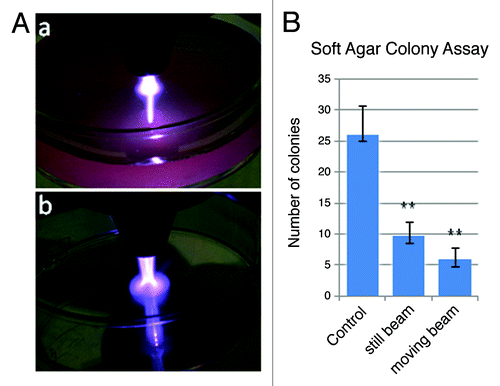 Figure 5. NTP-induced melanoma cell death within a soft agar matrix. (A) Images of the plasma torch making contact with either (a) the surface of cell culture media (4 ml Epilife media in a 35 mm culture dish) or (b) on the surface of an empty culture dish. Both images were taken under identical torch conditions (Frequency: 97 kHz, Flow rate: 6.0 L/min). (B) Soft agar colony forming assay to compare the number of colonies in control, untreated wells to wells treated with a motionless beam for 30 sec as well as a beam that was moved in concentric circles for 30 sec. The results are from a representative experiment and were repeated under the same plasma conditions (Flow rate of 5.8 L/min) as well as at higher flow rates up to 11 L/min with similar results. The student’s T test shows high significance between the control and the still (p = 4.6 x 10−8) or moving beam (p = 1.4 x 10−9) conditions as well as significance between the still vs. moving conditions (p = 0.00135).