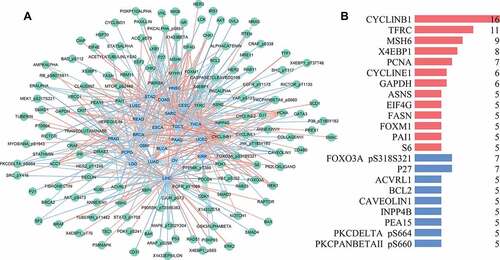 Figure 6. Correlation network of glycolysis-related proteins