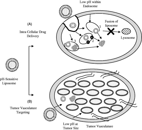 Figure 2. Targeted drug delivery from pH-sensitive liposome. (A) Mechanism involved in intracellular drug delivery; [1] Destabilization of pH-sensitive liposomes triggers the pore formation in endosomal membrane, [2] Destabilization of liposomes release the encapsulated molecules in endosome which diffuse to the cytoplasm through the endosomal membrane, [3] Fusion between the liposome and the endosomal membranes. (B) Localized delivery of anticancer drug to tumor site.