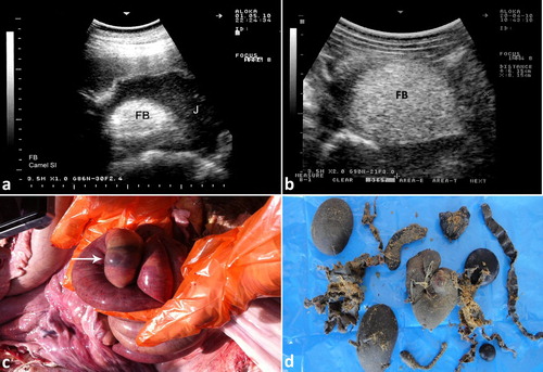 Figure 12. Ultrasonograms of intestinal obstruction in 2 camels due to foreign bodies (wool balls; FB) within the intestinal lumen (a & b). Image (c) shows a wool ball within the intestinal lumen detected at postmortem examination (white arrow). Image (d) shows multiple wool balls and other foreign bodies removed from the rumen during rumenotomy. FB = foreign body; J = jejunum.