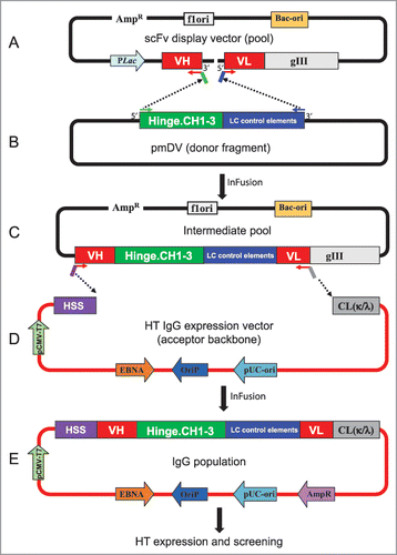 Figure 1. Schematic representation of batch reformatting of scFvs to IgGs. (A) Upper panel: Amplification of the phage display vector with 5′ primers annealing to VL FW1 and 3′ primers annealing to VH FW4. This results in the amplification of the whole plasmid except the linker between the VH and VL (dotted line). The primers carry complementary overhangs corresponding to the 5′ and 3′ ends of a donor fragment (B). This donor fragment represents the hinge and IgG1 constant domains followed by translation stop and polyA sites (in green) and the light chain control elements consisting of the LC promoter and signal sequence (in blue). This intermediate fragment is then fused in frame with VH and VL by means of In-Fusion technology. The resulting pool of plasmids is shown in the bottom panel (C, IgG intermediate pool). The IgG cassette from the intermediate vector pool is PCR amplified using 5′ primers that anneal to the FW1 of VH and 3′ primers that anneal to the FW4 of VL. The primers have overhangs to anneal to the signal sequence of HC and 5′ end of the Cκ or Cλ. The PCR products are then cloned into the IgG vector (D). The result is a pool of plasmid that codes for the entire HC and LC and can express IgG in mammalian cells. HSS, heavy chain signal sequence.