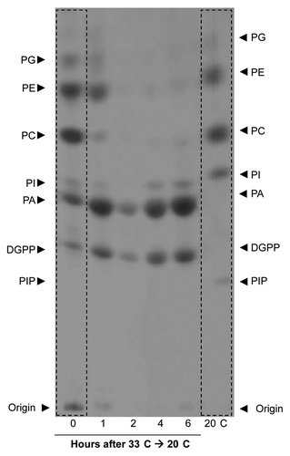 Figure 3. Changes in the phospholipid profile are triggered by lowering the temperature. Total phospholipids were labeled in vivo using 32P, isolated and analyzed by alkaline TLC and detected using autoradiography. Alkaline TLC profiles of total phospholipids are shown from a 1:1 mixture of seedlings of tomato parental lines (control) grown at either 20°C (right lane) and 33°C (left lane) and those shifted from 33°C to 20°C, at 1, 2, 4 and 6 h after the shift. The control seedlings were sampled together with the 6 h shifted seedlings. Note the differences in the levels of PA, DGPP, PI and PIP between the seedlings which were grown at 20°C or at 33°C. Also note that after the temperature shift form 33°C to 20°C there is a massive increase in the amount of PA and DGPP and a decrease in PC, PE and PG.