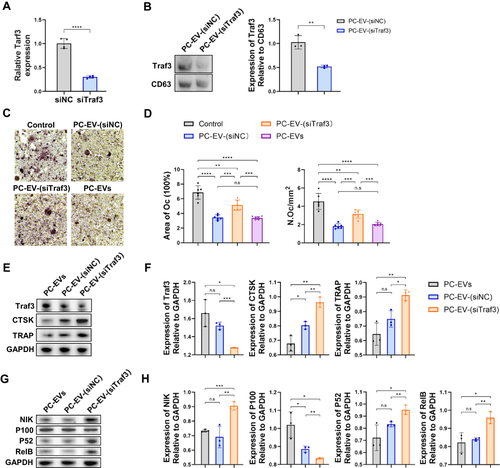 Figure 5 Traf3 inhibits osteoclast differentiation through the non-canonical NF-κB pathway (A) Relative mRNA expression of Traf3 in vascular pericytes transfected with Traf3 siRNA (n = 4). (B) Representative blots of exosome-derived TRAF3 and CD63, and quantification of the ratio of TRAF3/CD63 (n = 3). PC-EV-(siNC), exosomes generated from pericytes treated with NC siRNA. PC-EV-(siTraf3), exosomes generated from pericyte treated with Traf3 siRNA. (C) Representative TRAP staining images of monocytes after 5 days of osteoclast differentiation. RAW264.7 cells were induced with a medium containing RANKL (100 ng/mL) and non-contact co-cultured with exosomes (5 μg/mL). Bar, 100μm (D) Quantification of osteoclast number (Oc.N) and area of osteoclast (area of oc) of monocytes after 5 days of osteoclast differentiation (n = 6). (E) Representative blots of TRAF3, TRAP, and CTSK of monocytes after 5 days of osteoclast differentiation. (F) Quantification of the ratio of TRAF3, TRAP, and CTSK/GAPDH in monocytes after 5 days of osteoclast differentiation (n = 3). (G) Representative blots of NIK, P100, P52, and RElB in monocytes after 5 days of osteoclast differentiation. (H) Quantification of the ratio of NIK, P100, P52, and RElB in monocytes after 5 days of osteoclast differentiation (n = 3). Data are presented as mean ± S.E.M. P-levels < 0.05 were considered statistically significant, as follows: *P < 0.05; **P < 0.01; ***P < 0.001; ****P < 0.0001.