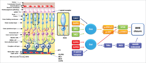 Figure 5. Schematic representation of the retina showing GPCRs that regulate the retinal barriers and the known mechanisms involved. Left, schematic representation of the retina showing a list of GPCRs the stimulate TJ formation (blue arrow) or favor TJ disassembly (red arrow) in the iBRB, oBRB and the TJ-like barrier between the photoreceptors and Müller glial cells. Right, signaling pathways activated by GPCRs to promote iBRB closure. Receptors: Calcrl, calcitonin receptor-like receptor; GLPR1, glucagon like peptide 1 receptor; MC, melanocortin receptor; S1PR, sphingosine-1 phosphate receptor. Other abbreviations: AKT, protein kinase B; ERK, extracellular signal-regulated protein kinase; iNOS, inducible nitric oxide synthase; NFκB, nuclear factor kappa B; p, phosphorylated; STAT3, Signal transducer and activator of transcription 3; TNFα, tumor necrosis factor α.