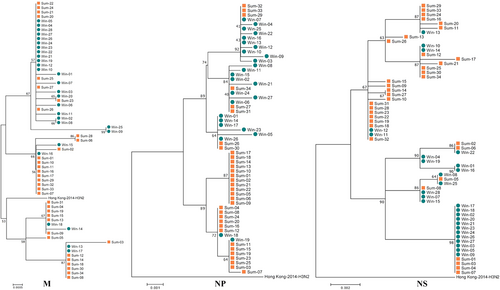 Fig. 3 Phylogenetic analysis of the NP, M, and NS segments circulating between Nov. 2016 and Sep. 2017.The 2016–2017win virus strains are designated Win01–28, and the 2017sum virus strains are designated Sum01–34. The phylogenetic analysis was consistent with the analysis of the other segments