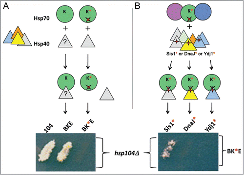 Figure 2. Prion propagation by the disaggregation machinery requires Hsp40 (J-protein). (A) To determine if E. coli DnaK (green circle) requires interaction with a yeast Hsp40 (triangles), DnaK with a mutation (red x, DnaK*) that specifically disrupts interaction with J-proteins, was expressed with ClpB and GrpE (BK*E) in cells lacking chromosomal Hsp104 (hsp104Δ). Loss of ability of BK*E to propagate prions shows an unknown Hsp40 (?) must be cooperating with BKE to promote prion replication. (B) In order to identify which yeast Hsp40 is involved, a compensatory mutation in J-proteins (red +) that restores interaction with DnaK* was made in yeast Hsp40s Sis1, Ydj1 and the E. coli Hsp40 DnaJ (indicated Sis1*, Ydj1* and DnaJ*, respectively). The compensatory mutations direct the interaction of these mutants with DnaK* even in the presence of wild type versions of the endogenous Hsp70s (circles) and Hsp40s (triangles). Each Hsp40 mutant was expressed separately with BK*E in hsp104Δ cells. Only Sis1* cooperates with BK*E to restore prion replication. Medium shown allows growth only if cells propagate prions.