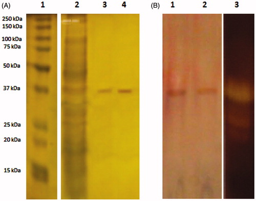 Figure 2. SDS-PAGE of the purified protease from A. pallidus C10. (A) Lane 1: Standard protein molecular mass markers, lane 2: (NH4)2SO4 precipitated proteins, lane 3–4: Purified protease from DE52 anion exchange chromatography, (B) Lane 1–2: Purified enzyme from Probond affinity chromatography, lane 3: Zymography of the purified enzyme.