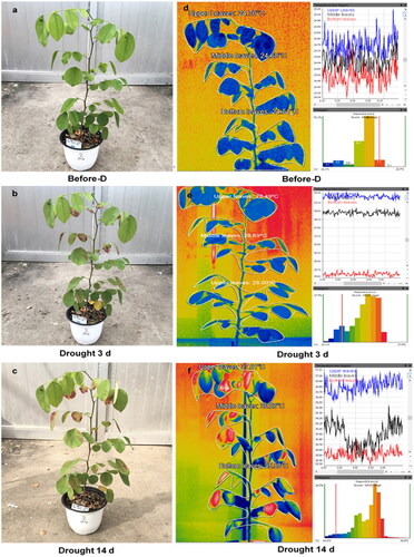 Figure 2. Visual and thermal image of D. cochinchinensis seedlings over the drought period 14 days. (a), (b) (c) visual image and (d), (e), (f) Thermal image at day before drought, drought at day 3 and drought at day 14.