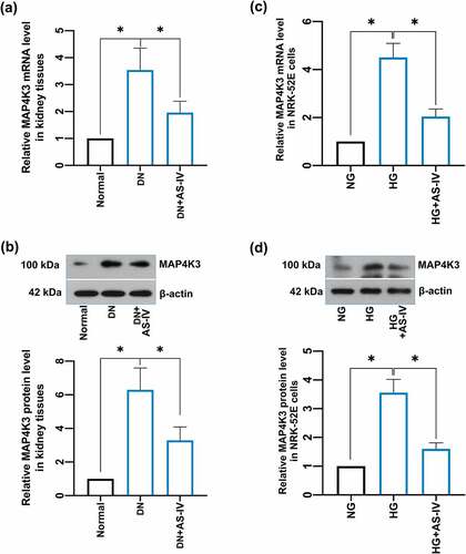 Figure 4. Measurements of mitochondrial membrane potential (MMP) levels. *P < 0.05, compared with the Sham group.