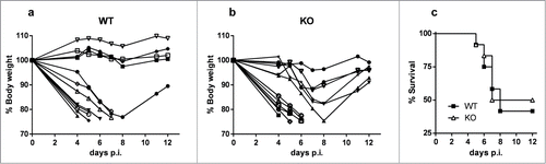 Figure 3. Weight loss and survival of mice infected with influenza virus. WT and uPAR−/− mice were inoculated intranasally with 105 p.f.u. per mouse. (A) and (B) Body weight was determined daily and depicted as the percentage of the body weight measured at the time of inoculation. Each line represents an individual mouse and the symbols indicate the days at which the body weight was determined. (C) Mice were monitored daily for survival for 12 days. Mice that had lost more than 25% of their body weight were euthanized and counted as dead animals.