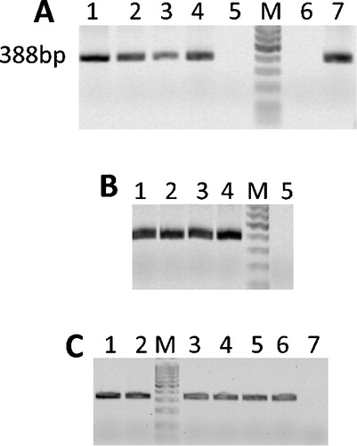 FIGURE 2  Optimization of PCR for bisulfite treated DNA from small sample sizes. (A) Satellite I ; Lane 1: 1,000 cells; lane 2: 50 cells; lane 3: 25 cells; lane 4: 1 blastocyst-stage embryo; lane 5: bisulfite negative control; lane 6: PCR negative control; lane 7: positive control. (B) Satellite I for bovine embryos; Lane 1: 50 × 2-cell embryos; lane 2: 10 × 8-cell embryos; Lane 3: 1 blastocyst-stage embryo; Lane 4:1 blastocyst-stage embryo; Lane 5: no template control. (C) Oct4 for embryos; lanes 1 and 2: 1 blastocyst-stage embryo; lane 3 and 4: 50 × 2-cell embryos; Lane 5 and 6:10 × 8-cell embryos, lane 7: no template control; M: 100 bp ladder.
