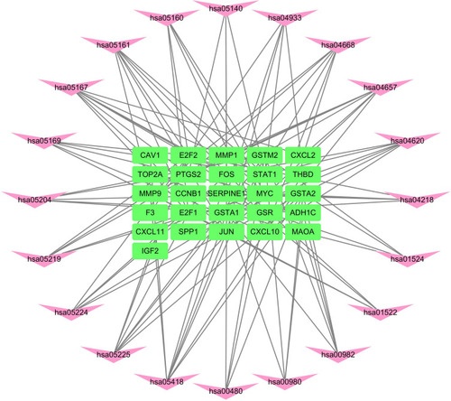 Figure 10 Network of the target genes–Kyoto Encyclopedia of Genes and Genomes (KEGG) pathways. The pink darts indicate KEGG pathways, and the green rectangles indicate target genes.