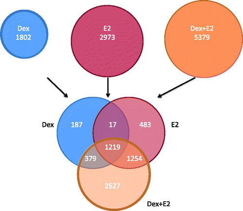 Figure 1. GC and estradiol regulated genes in human uterine epithelial cells. Venn diagram of significantly regulated genes by Dexamethasone (Dex), estradiol (E2) and the combination of Dex + E2 from microarray analysis performed in human uterine epithelial cells. Source: Figure adapted from Whirledge et al., (PMID 23843231) with permission.