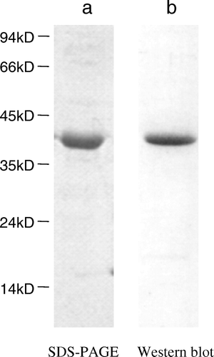 Figure 1.  SDS-PAGE (a) and Western blot (b) analysis of the recombinant Gαo protein. 2 µg purified recombinant Gαo was subjected to 12% SDS-PAGE and 20 ng purified recombinant Gαo was applied in Western blot. Mobility of molecular size standards were indicated at left.