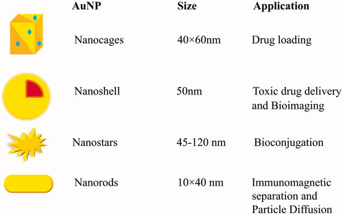 Figure 2. The most frequently employed AuNPs in photothermal therapy. Various types of AuNPs can be used in photothermal therapy. They have different sizes and shapes, and each one has advantages. Nanostars, nanocages, nanorods and nanoshell are the most common nanoparticles in photothermal therapy.