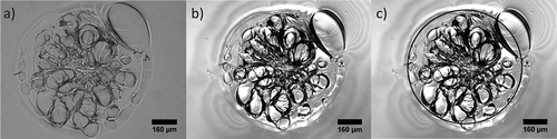 Figure 6. Microscopic images showing a circular mark that was left on the elastomer film by a hemispherical electrode with R = 2.5 mm after an indentation with F = 2 N, as soon as the electrode was pulled out: in (a) the mark is visualized under a conventional bright light microscope; in (b) the same mark is visualized more clearly under a confocal microscope, which enhances the edges; in (c) the mark is identified by a circle via post-processing of the confocal microscopic image. Note: the images show also a large number of air bubbles of variable size (including a very big one on the right-hand top side), which remain trapped between the elastomer film and the underlying glass slide, resulting from the film being stretched and released while the hemispherical electrode is pulled away.