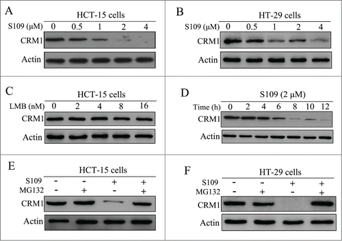 Figure 4. S109 induces proteasomal degradation of CRM1 protein. (A and B) HCT-15 and HT-29 cells were treated with S109 at the indicated concentrations for 24 h, and then subjected to Western blot analyses using anti-CRM1 antibody. (C) HCT-15 cells were treated with LMB at the indicated concentrations for 24 h, and then subjected to Western blot analyses using anti-CRM1 antibody. (D) HCT-15 cells were treated with S109 (2 μM) for the indicated time, and then subjected to Western blot analyses. (E and F) HCT-15 and HT-29 cells were treated with S109 (2 μM) alone, in combination with the proteasomal inhibitor MG132 (10 μM), or with MG132 (10 μM) alone for 12 h and then subjected to Western blot analyses.