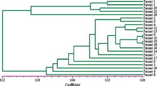 Figure 7. ITS-PCR profile of two parent's strains (P1 and P2) (T. harzianum NBAII Th 1 and T. viride NBAII Tv 23) and their 21 corresponding fusants (lane 1 to lane 21). M: is 100 bp DNA ladder.