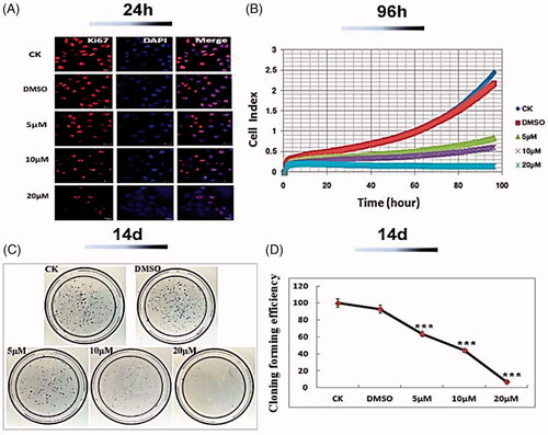 Figure 5. Inhibition of CAL27 cell growth of Co-SLD. (A) Capture images of Ki67 as a proliferation mark with a fluorescent confocal microscope. (B) Monitors of cell growth up to 96 h using the RTCA system. (C–D) Representative images of the colony formation and quantitative colony counts. Each value is expressed as the mean ± SEM (n = 3). ***p < .001 compared with the control group.