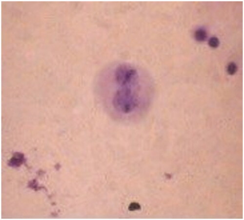Figure 6. Micronucleus formation during incubation with skin cream extracts.