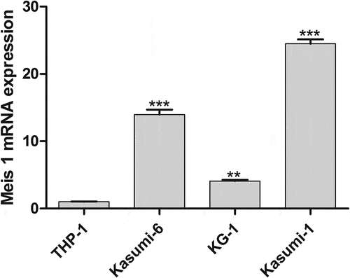 Figure 1. MEIS1 mRNA expression was quantified by qRT-PCR in THP-1, Kasumi-6, KG-1 and Kasumi-1 cells. *P < 0.05, **P < 0.01, ***P < 0.001 vs. control (n = 3).