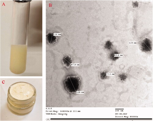 Figure 2. Illustration of itraconazole: (A) itraconazole aspasomes, (B) transmission electron micrograph of itraconazole aspasomes, and (C) itraconazole aspasomal cream.