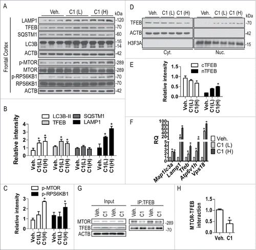Figure 10. Oral administration of C1 activates TFEB and enhances autophagy and lysosome biogenesis in rat brain. SD rats (n = 6 per group) were orally administered with C1 (L, low dosage, 10 mg/kg; H, high dosage, 25 mg/kg) or vehicle (Veh., 1% CMC-Na) for 24 h. An additional dosage of C1 was given 6 h prior to sacrifice. (A) Representative blots show the levels of TFEB, autophagy and lysosome markers, p-MTOR and MTOR, as well as p-RPS6KB1 and RPS6KB1 in the frontal cortex. (B, C) Data are presented as the mean ± SD (n = 6). *, P< 0.05 vs. the vehicle treatment. (D) Representative blots shows that C1 treatment promotes TFEB nuclear translocation in the frontal cortex (n = 4). ACTB/β-actin and H3F3A (H3 histone, family 3A) were used as loading control of cytoplasmic and nuclear fraction respectively. (E) Data are presented as the mean ± SD (n = 4). *, P < 0.05 vs. vehicle treatment. (F) Levels of autophagy and lysosome genes in the frontal cortex were analyzed by real- time PCR. Relative quantification (RQ) is presented as means ± SD (n = 4). *P < 0.05 vs. the vehicle treatment. (G) Immunoprecipitation shows that C1 treatment inhibits MTOR-TFEB interaction in the frontal cortex (n = 4). (H) The levels of immunoprecipitated MTOR were normalized to its corresponding levels in cell lysates (Input). Data are presented as the mean ± SD (n = 4). *, P < 0.05 vs. the vehicle treatment.