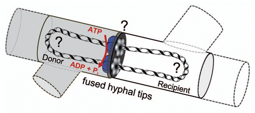 Figure 1 Model of conjugative DNA translocation in mycelial streptomycetes. After establishing contact between donor (gray) and recipient mycelium (white, dashed lines indicate neighboring mycelial compartments) and partial fusion of the hyphal tips, TraB hexamers (blue) assemble at clt by specifically recognizing 8-bp TRS repeats. The TraB hexamers form pore structures to the recipient and direct the translocation of a double-stranded plasmid molecule. DNA transfer is energized by ATP hydrolysis. Up to now it is unclear (?) whether the circular plasmid DNA has to be processed into a linear molecule and which enzymes might be involved. For further description see text.