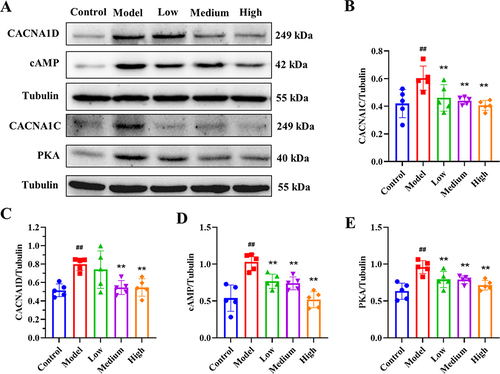 Figure 4 Expression of CACNA1D, CACNA1C, cAMP, and PKA. (A) Western blot of CACNA1D, CACNA1C, cAMP, and PKA in the colon; (B) Quantification of CACNA1C; (C) Quantification of CACNA1D; (D) Quantification of cAMP; (E) Quantification of PKA. (n = 5). Compared with the control group, ## P < 0.01. Compared with the model group, ** P < 0.01.