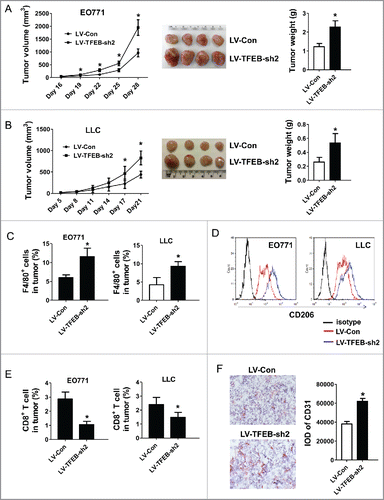 Figure 4. TFEB knockdown in macrophages promotes tumor growth in vivo. EO771 cells (A) or LLC cells (B) were injected into mice along with MΦs transduced with control or TFEB shRNA lentiviruses as described in the Materials and methods section. The tumor size was measured with a caliper at the indicated time points. Tumor volume is shown as mm3. The growth curve, representative images, and quantification of the primary tumors at the end-point are shown. Each data point represents the mean ± SD of eight mice (EO771) or five mice (LLC). *p < 0.05 vs. LV-Con; Student's t-test. (C) Percentage of F4/80+ MΦs in primary tumors at the end-point as determined by flow cytometry. *p < 0.05 vs. LV-Con; Student's t-test. Representative histograms are shown in Fig. S1A. (D) Flow cytometry analysis of CD206 expression in tumor infiltrating MΦs. (E) Percentage of CD8+ T cells in primary tumors at the end-point as determined by flow cytometry. Data are presented as the mean ± SD, *p < 0.05 vs. LV-Con; Student's t-test. Representative histograms are shown in Fig. S1B. (F) Representative immunohistochemical staining images and quantification of CD31 in EO771 tumor sections. *p < 0.05 vs. LV-Con; Student's t-test.