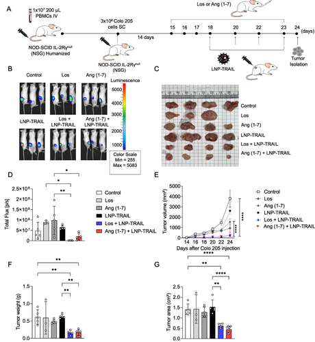 Figure 5 LNP-TRAIL therapy in a humanized mouse model results in a potent reduction of tumor growth. (A) Schematic representation of NSG mice humanization and subcutaneous Colo 205 tumor cells transplantation following treatments with Los, Ang (1–7), and LNP-TRAIL. (B) Representative images of bioluminescence detection of tumor growth in NSG mice 24 days after treatment with Los, Ang (1–7), and LNP-TRAIL. Color scale represents the luminescence signal emitted by Luc+ Colo 205 cells. (C) Macroscopic image of tumor growth 24 days after Colo 205 injection. (D) Tumor burden quantification by total flux from bioluminescence imaging (n = 3–6/group). (E) Quantitative analysis of the tumor volume over time. Treatment with LNP-TRAIL combined with Los or Ang (1–7) reduced tumor volume compared to Control and LNP-TRAIL groups (F) Tumor weight and (G) area after LNP-TRAIL treatment combined with Los or Ang (1–7) (n = 3–7/group). Data are presented as mean ± SD. One-way ANOVA followed by Tukey’s multiple comparison test (*p < 0.05; **p < 0.01; and ****p < 0.0001).