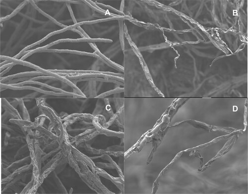Figure 2. Scanning electron micrographs showing abnormalities in the hyphae of A. alternata due to antagonistic activity of yeast and bacteria isolated from tomato phyllosphere and fructoplane. A – A. alternata grown in the absence of antagonists (control); B – A. alternata grown in the presence of E. roggenkampii; C – A. alternata grown in the presence of P. aeruginosa, D – A. alternata grown in the presence of M. guilliermondii.