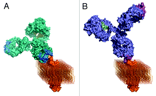 Figure 6. Three-dimensional models of A) rituximab and B) GA101. GA101 binds to the same binding epitope region of CD20 as rituximab, but in a different binding orientation. The molecular models were created by combining known structural data with the current knowledge and general understanding of antibody structure and membrane protein topology. The CD20 membrane protein model was created by combining the structural fragments of the crystallized CD20 antibody binding epitope and the transmembrane part of the HER2 receptor as a typical example of a membrane spanning molecule with known 3D information, and CD20 topology information.