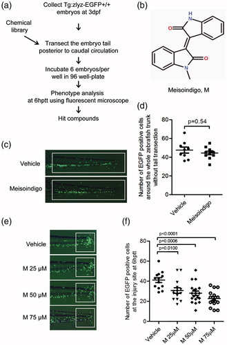 Figure 2. Identification of meisoindigo that inhibits zebrafish leukocyte recruitment to the injury site. (a) Chemical screening strategy. (b) Chemical structure of meisoindigo. (c,d) Tg:zlyz-EGFP embryos (3 dpf) without tail transection were treated with vehicle(n = 9) or meisoindigo(M, 100 μM, n = 11) for 6 h. Leukocytes around the whole trunk of zebrafish embryo [white boxes in (c)] were quantitiatively analyzed. (e,f) Tg:zlyz-EGFP embryos (3 dpf) with tail transection were treated with vehicle (n = 13), 25 μM (n = 13), 50 μM (n = 18) or 75 μM (n = 14) meisoindigo, respectively. Leukocytes that migrated to the highly inflamed regions [white boxes in (e)] at 6 hptt were quantitatively analyzed (f). The p values were annotated as obtained from a two-tailed t test.