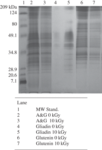 Figure 2 SDS-PAGE of Yecora Rojo exposed to 10 kGy of gamma radiation (A&G signifies albumin and globulin protein).