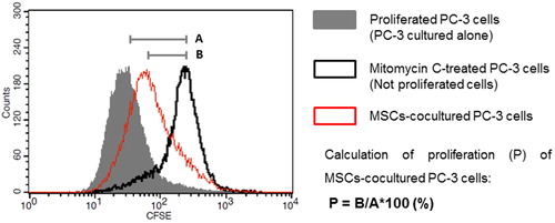 Figure 1. Schematic representation of overlapping histograms of positive control for proliferation (PC-3 cells cultured alone), negative control (Mitomycin C-treated PC-3 cells) and MSCs-co-cultured PC-3 cells and formula used to calculate the proliferation.