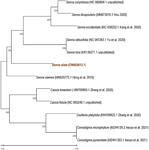 Figure 3. Phylogenetic tree reconstructed using maximum likelihood (ML) method based on complete chloroplast genome sequences of the nine Fabaceae species. Numbers above the lines represent ML bootstrap values (>98%).